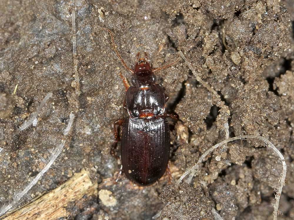 Pterostichus? no, Platyderus rufus transalpinus